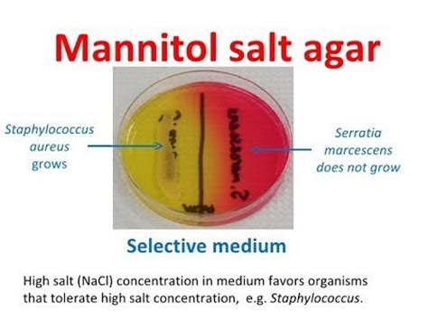 acid from mannitol test.